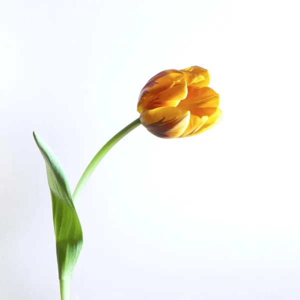 Un tulipán naranja — Foto de Stock