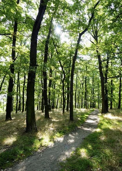 Oak forest in het voorjaar van — Stockfoto