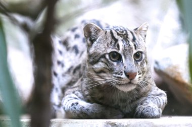 balıkçı kedi