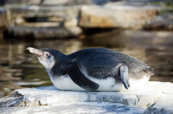 Un pingüino de Humboldt —  Fotos de Stock