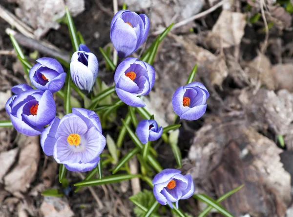 Crocus — Stockfoto