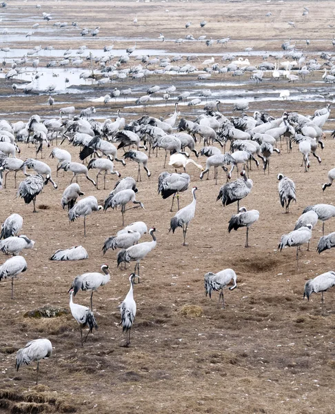 Cranes and whooper swans — Stock Photo, Image
