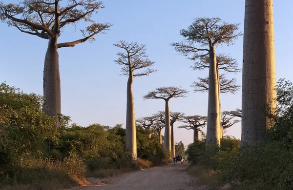 Avenue of the Baobabs — Stock Photo, Image