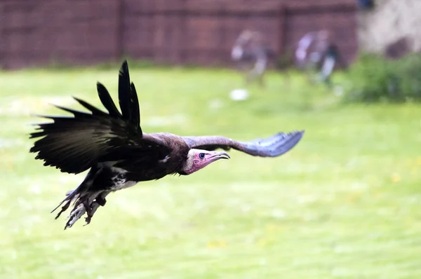 The Hooded Vulture — Stock Photo, Image