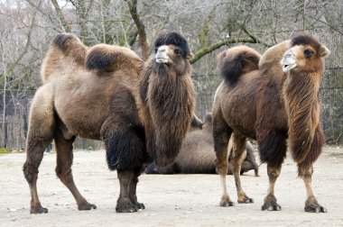 bactrian deve