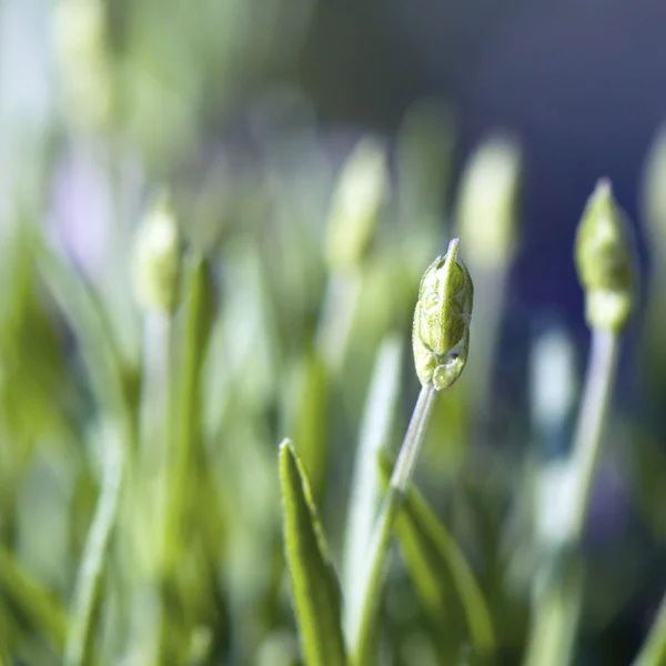 ラベンダーの緑の芽 — ストック写真