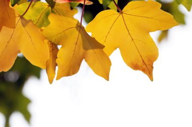 Sarı sonbahar yaprakları