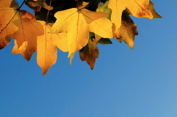 黄色秋天的叶子 — 图库照片