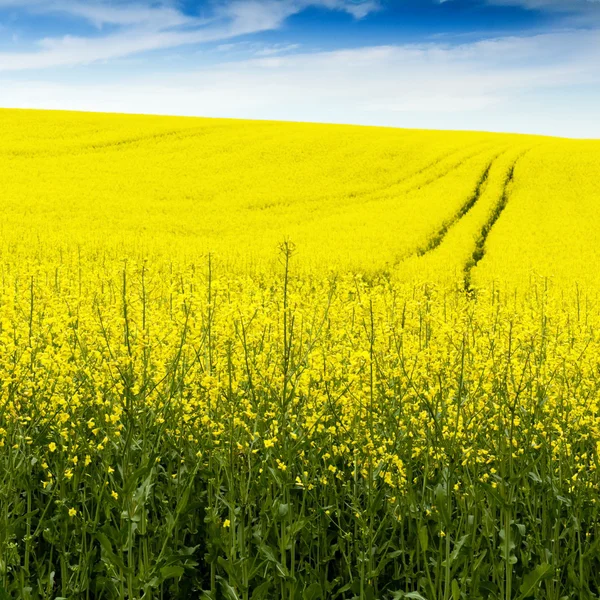 Spring and field — Stock Photo, Image