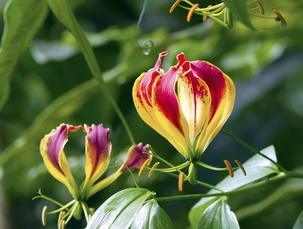 Gloriosa