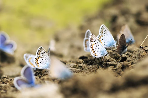 Blue butterflies sitting on the ground
