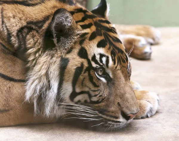 Uma cabeça de tigre — Fotografia de Stock