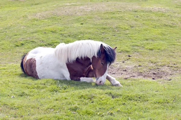 Un cavallo islandese — Foto Stock