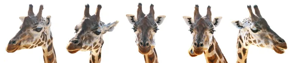 En giraff huvud — Stockfoto