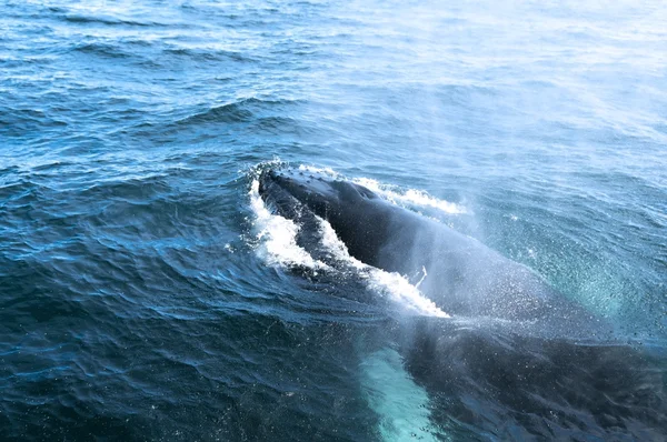 Una ballena jorobada —  Fotos de Stock