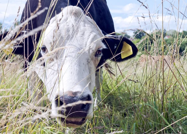 草丛中的奶牛 — 图库照片