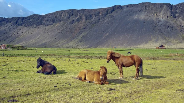 牧草地の馬 ストック写真