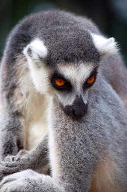 lemur dinlenme