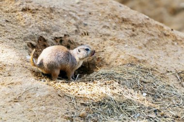 Siyah kuyruklu çayır köpeği.