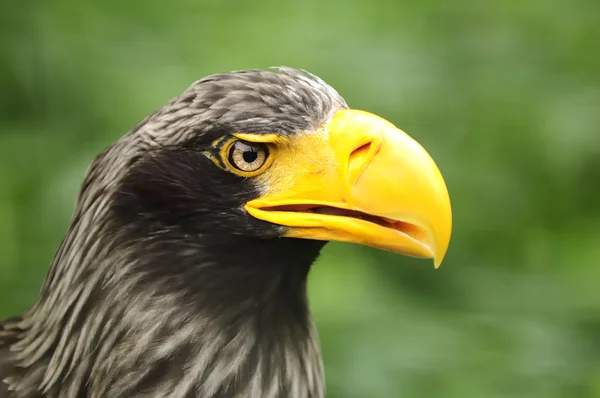 Steller 's Sea Eagle — стоковое фото