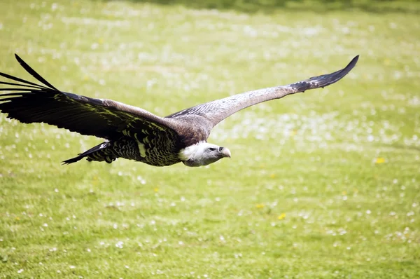 Vulture — Stock Photo, Image