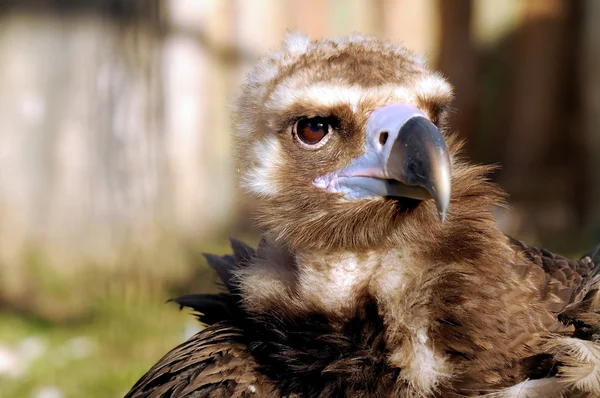 Vulture — Stock Photo, Image