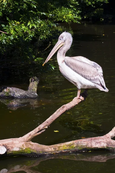 Pelican — Stock Photo, Image