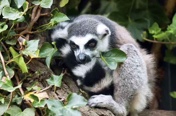 Ein Lemur rastet aus — Stockfoto