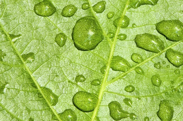 Yaprak ve yağmur damlaları — Stok fotoğraf