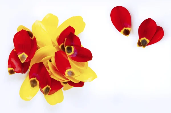 Tulip kronblad — Stockfoto