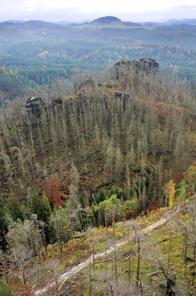 Un bosque destruido —  Fotos de Stock