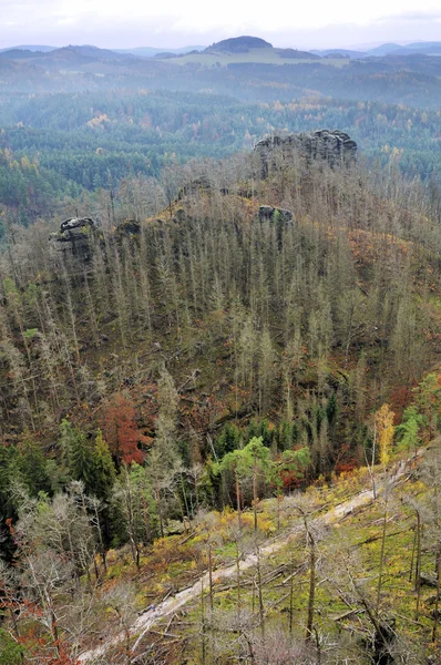 Uma floresta destruída — Fotografia de Stock