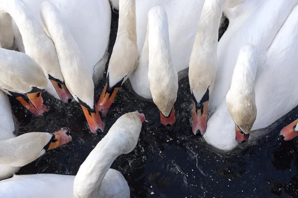 Cisnes — Fotografia de Stock