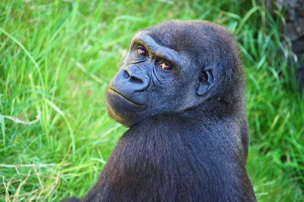 En gorilla — Stockfoto