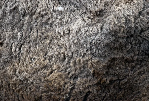 Pêlo animal — Fotografia de Stock