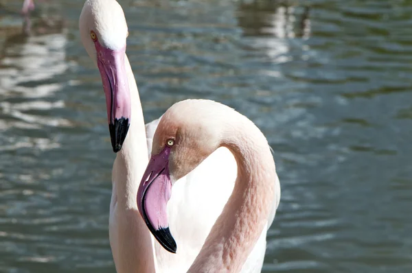 Iki flamingolar portresi — Stok fotoğraf