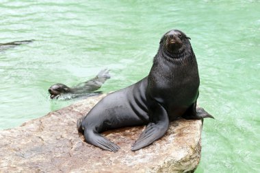 Brown fur seal clipart