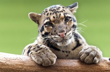bulutlu bir leopar