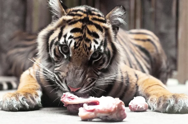 En ung tiger (panthera tigris) — Stockfoto