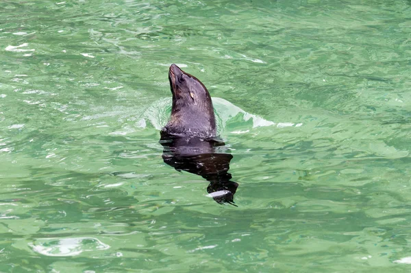 Foca de pele marrom — Fotografia de Stock