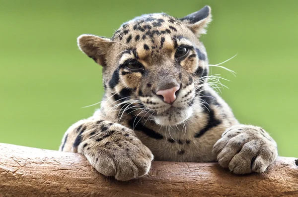 Un leopardo nuvoloso — Foto Stock