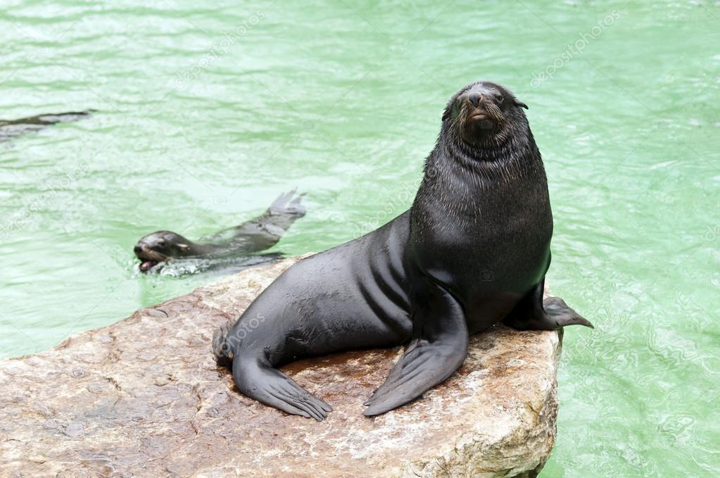 Seal animal Stock Photos, Royalty Free Seal animal Images | Depositphotos Seal animal Stock Photos, Royalty Free Seal animal Images | Depositphotos