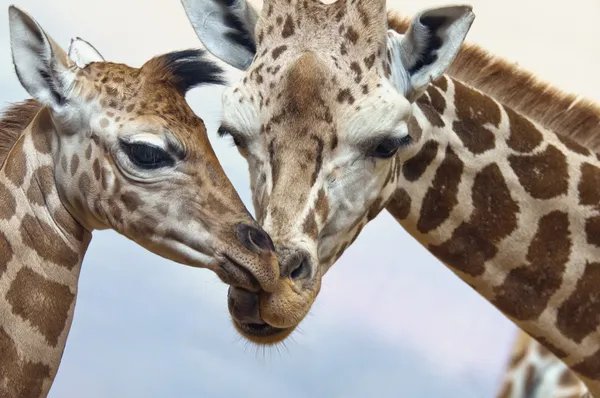 Giraffe — Foto Stock