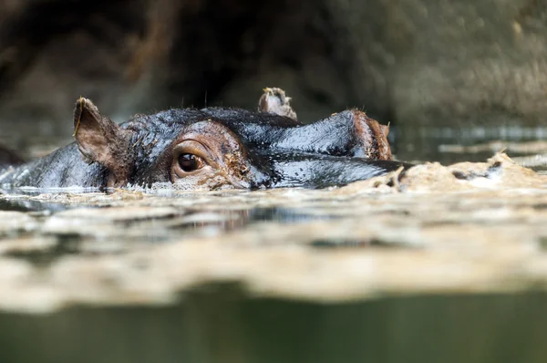 The hippopotamus (Hippopotamus amphibius), or hippo — Stock Photo, Image