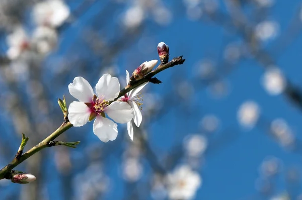 Uma flor de árvore frutífera — Fotografia de Stock