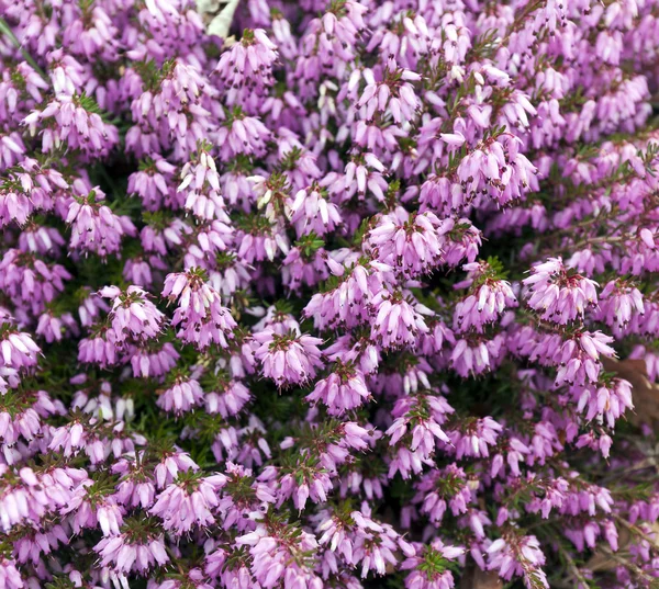 Calluna vulgaris (gemeenschappelijke heide, leng, of gewoon Heide) — Stockfoto