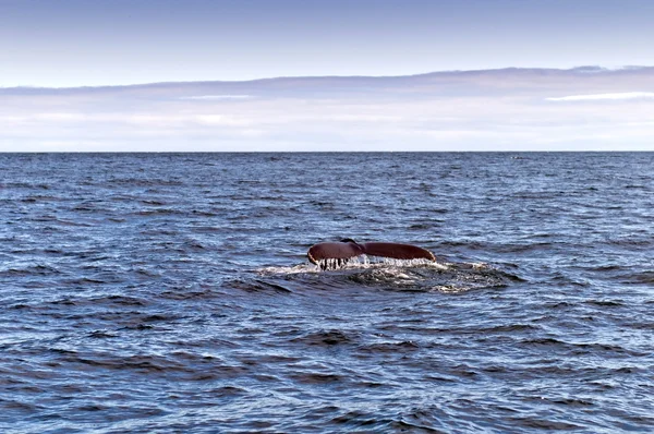 Una ballena jorobada —  Fotos de Stock