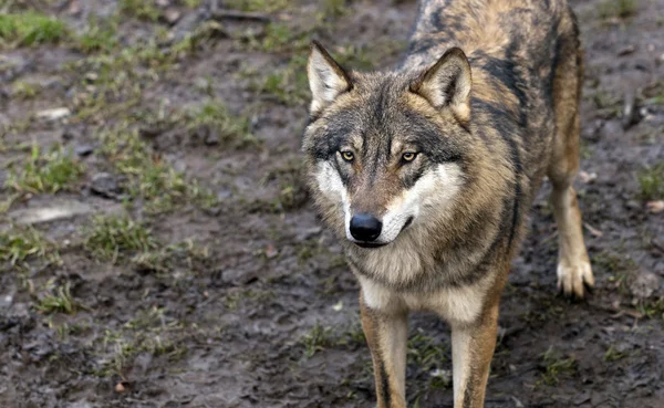 Lobo — Foto de Stock