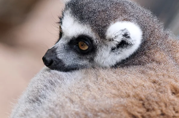 Lémure-de-cauda-anelada (Lemur catta) — Fotografia de Stock