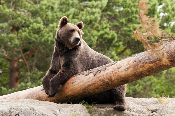 Urso castanho — Fotografia de Stock